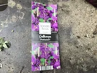 10 callicarpa - afbeelding 1 van  3