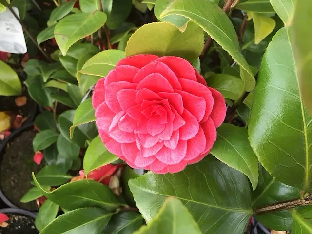 10 camelia - afbeelding 1 van  3