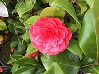 10 camelia - afbeelding 1 van  3