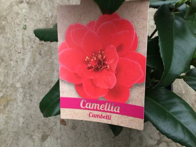 10 camelia - afbeelding 2 van  3