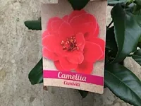 10 camelia - afbeelding 2 van  3