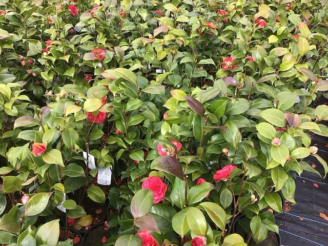 10 camelia - afbeelding 3 van  3