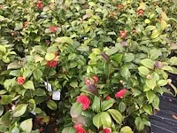 10 camelia - afbeelding 3 van  3
