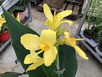 10 canna - afbeelding 1 van  2