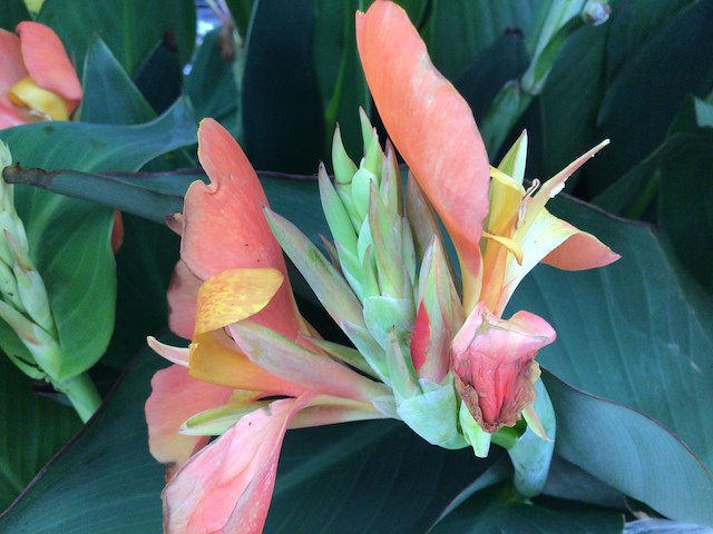 10 canna - afbeelding 2 van  2