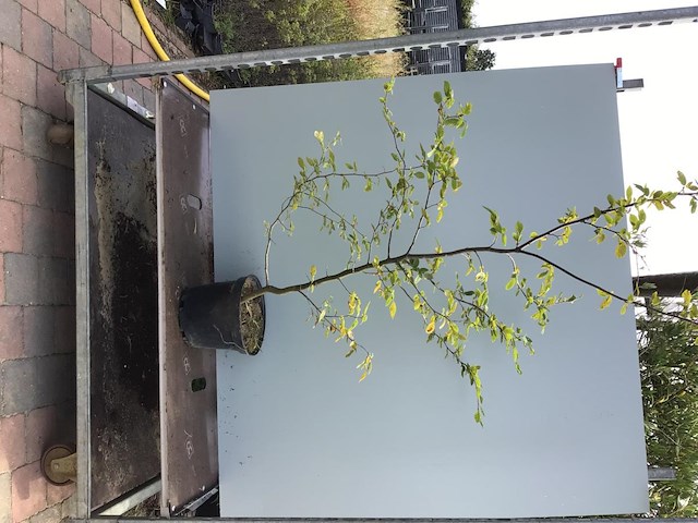 10 carpinus 180-200 - afbeelding 2 van  2