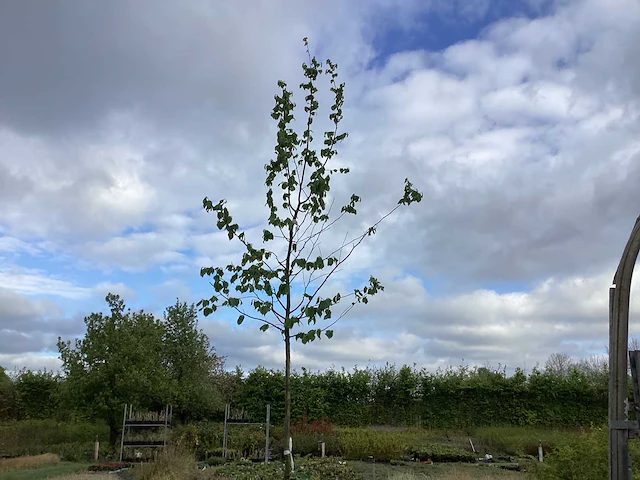 10 carpinus betulus - afbeelding 1 van  2