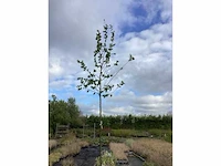 10 carpinus betulus - afbeelding 2 van  2