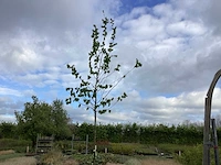 10 carpinus betulus - afbeelding 1 van  2