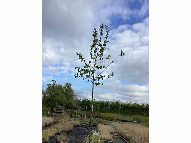 10 carpinus betulus - afbeelding 2 van  2