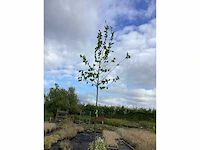 10 carpinus betulus - afbeelding 2 van  2