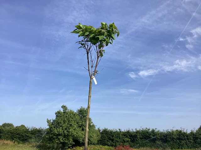 10 catalpa bungeii - afbeelding 1 van  2