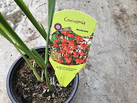 10 crocos - afbeelding 1 van  3