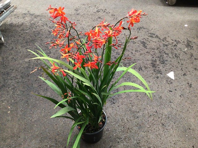 10 crocos - afbeelding 2 van  3