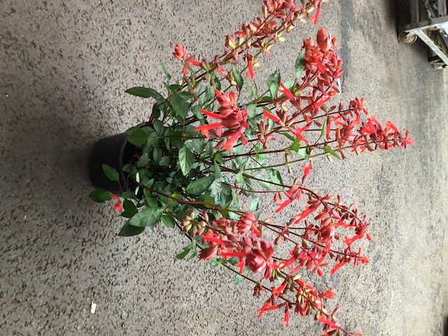 10 crocos - afbeelding 3 van  3