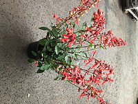 10 crocos - afbeelding 3 van  3