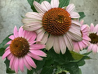 10 echinacea roos - afbeelding 1 van  2