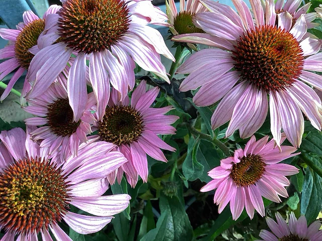 10 echinacea - afbeelding 1 van  1