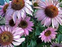 10 echinacea - afbeelding 1 van  1