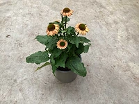 10 echinacea - afbeelding 2 van  2