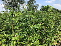 10 fagus sylvatica 180-200 - afbeelding 1 van  2