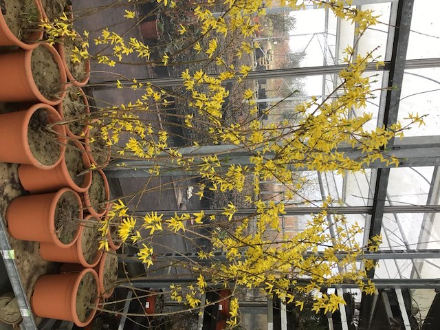 10 forsythia - afbeelding 2 van  2