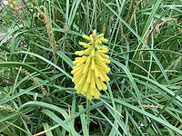 10 gele kniphofia - afbeelding 1 van  1