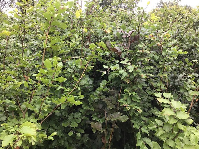 10 groene beuk 140-160 - afbeelding 1 van  2