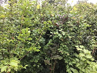 10 groene beuk 140-160 - afbeelding 1 van  2