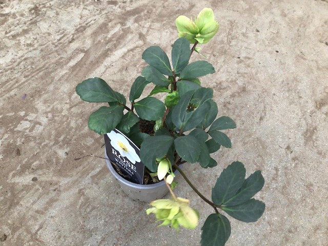 10 helleboris - afbeelding 1 van  1