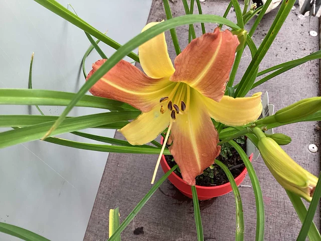 10 hemerocallis - afbeelding 2 van  3