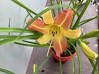 10 hemerocallis - afbeelding 2 van  3