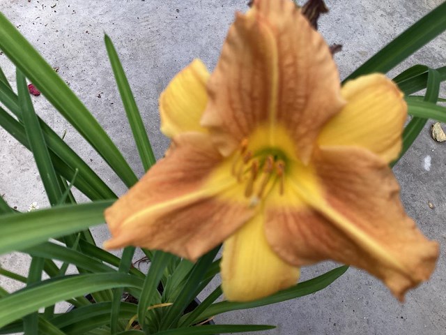 10 hemerocallis - afbeelding 2 van  3