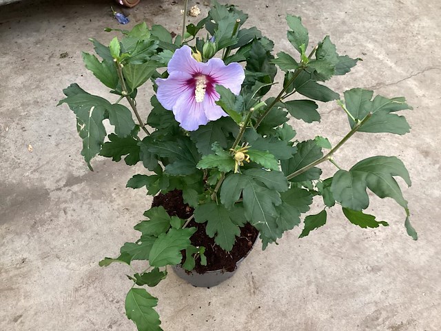 10 hibiscus - afbeelding 1 van  2