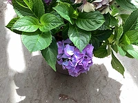 10 hortensia blauw - afbeelding 4 van  4