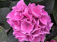 10 hortensia roos - afbeelding 2 van  2
