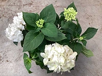 10 hortensia wit - afbeelding 4 van  4