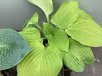 10 hosta mix - afbeelding 2 van  5