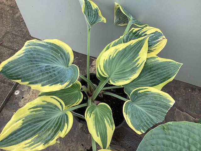 10 hosta mix - afbeelding 4 van  5