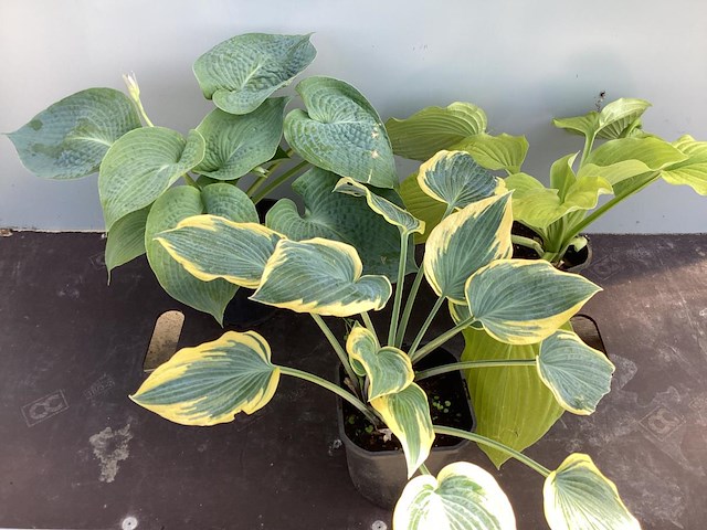 10 hosta mix - afbeelding 1 van  1
