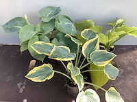 10 hosta mix - afbeelding 1 van  1