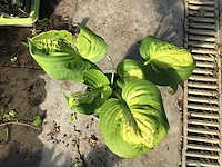 10 hosta - afbeelding 1 van  1