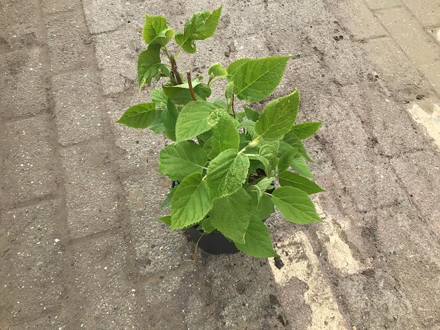 10 hydrangea annabelle - afbeelding 1 van  2