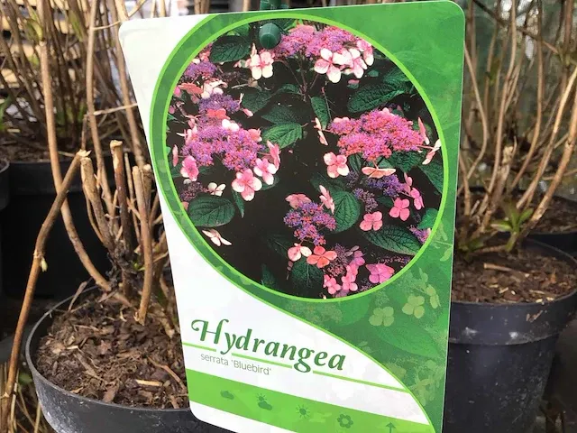 10 hydrangea blue serrata - afbeelding 1 van  2