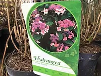 10 hydrangea blue serrata - afbeelding 1 van  2