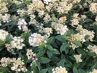 10 hydrangea lime light - afbeelding 1 van  3