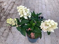 10 hydrangea lime light - afbeelding 2 van  3