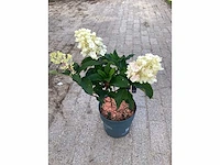 10 hydrangea lime light - afbeelding 3 van  3