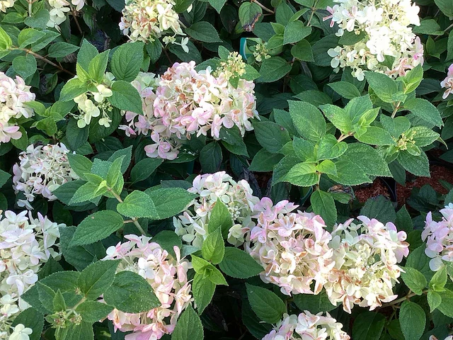 10 hydrangea paniculata - afbeelding 1 van  3