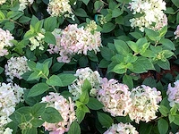 10 hydrangea paniculata